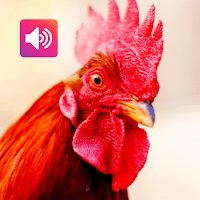 Rooster Sounds для Android