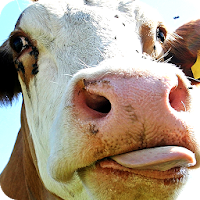 Смешные обои для телефона для Android