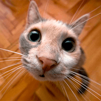 Смешные обои с котиками для Android