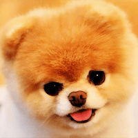 Собака Обои HD для Android