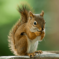 Talking Squirrel: Nutty Buddy для Android