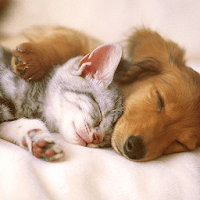 Животные Живые Обои для Android