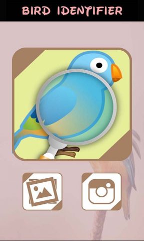 идентификатор птицы для Android — скриншот 1