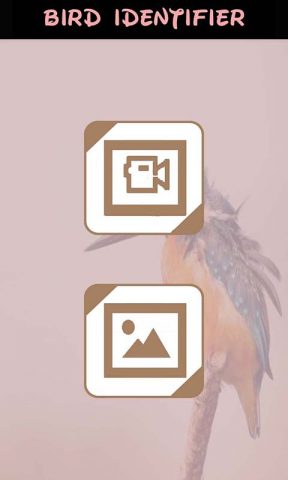 идентификатор птицы для Android — скриншот 2