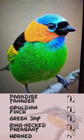 идентификатор птицы для Android — скриншот 3