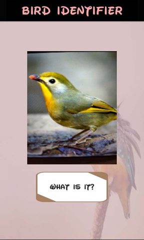 идентификатор птицы для Android — скриншот 4