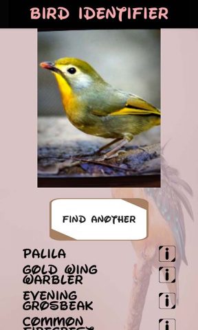 идентификатор птицы для Android — скриншот 5