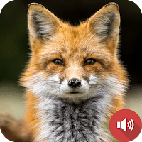 лиса Звуки для Android
