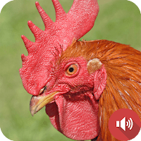 звуки петуха для Android