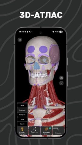Easy Anatomy 3D для Android — скриншот 1