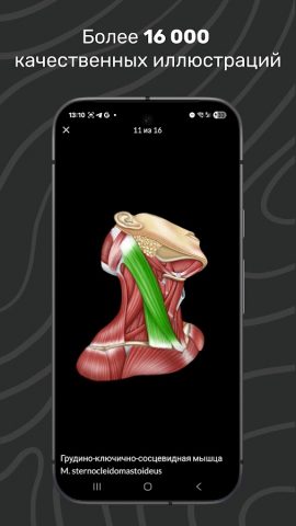 Easy Anatomy 3D для Android — скриншот 3