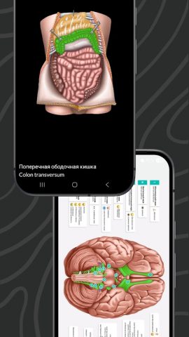 Easy Anatomy 3D для Android — скриншот 4