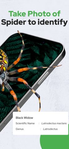 Spiders Identifier by Photo ID — скриншот 2