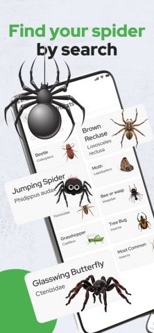Spiders Identifier by Photo ID — скриншот 3