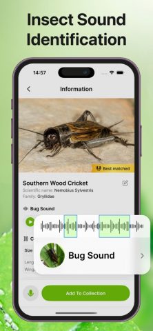 Bug Sound Identifier Insect ID для iOS — скриншот 4
