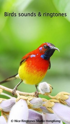 Птицы Звуки и рингтоны для Android — скриншот 1