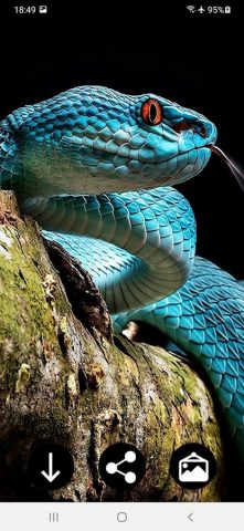 Змея Обои для Android — скриншот 1