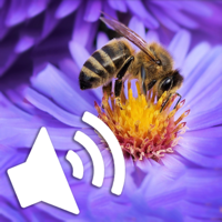 Звуки насекомых для iOS