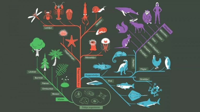 🧬 Игры-эволюции: от амёбы до правителя мира — станьте архитектором жизни