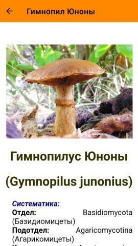 Галлюциногенные грибы для Android — скриншот 4