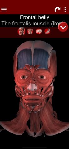 Muscular System 3D (anatomy) для iOS — скриншот 1