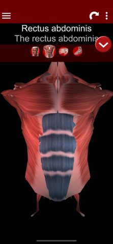 Muscular System 3D (anatomy) для iOS — скриншот 2