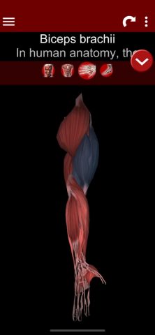 Muscular System 3D (anatomy) для iOS — скриншот 3