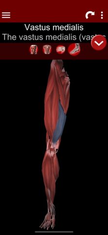 Muscular System 3D (anatomy) для iOS — скриншот 4