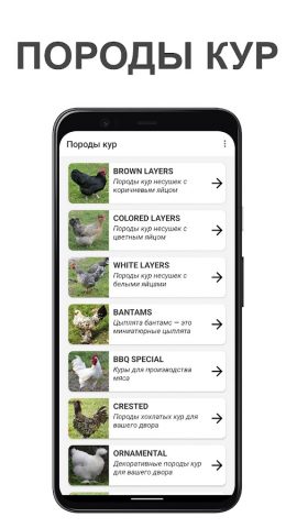 Породы кур: выбор и тест для Android — скриншот 1