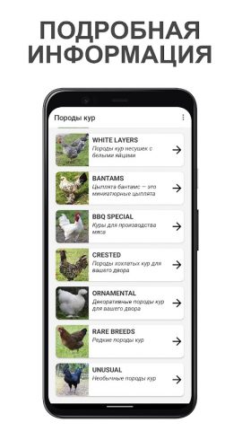 Породы кур: выбор и тест для Android — скриншот 2