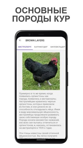 Породы кур: выбор и тест для Android — скриншот 3
