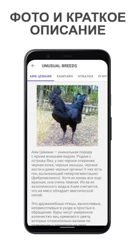 Породы кур: выбор и тест для Android — скриншот 4