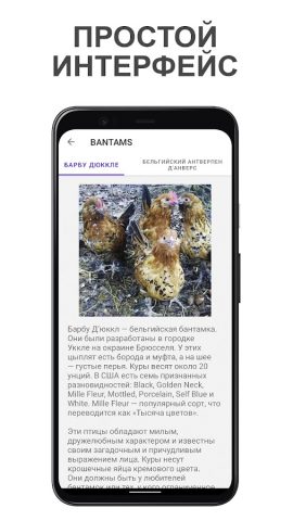 Породы кур: выбор и тест для Android — скриншот 5