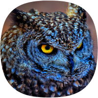 Сова Рингтоны для Android