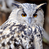 Сова звучит для Android