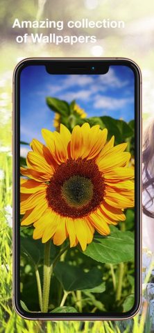 Цветы Обои: HD для iOS — скриншот 1