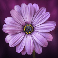 Цветы Обои: HD для iOS