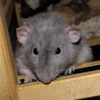 Звуки мыши и крысы для Android