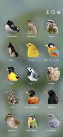 Звуки птиц: Bird Sounds для Android — скриншот 1