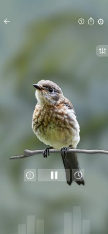Звуки птиц: Bird Sounds для Android — скриншот 2