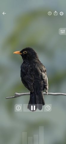 Звуки птиц: Bird Sounds для Android — скриншот 4