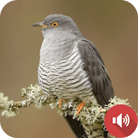 звуки кукушки для Android