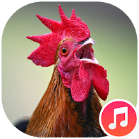 звуки петуха для Android