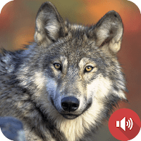 звуки волка для Android