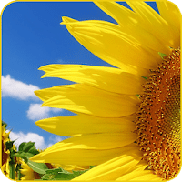 Доброе утро: Открытки и Стихи для Android