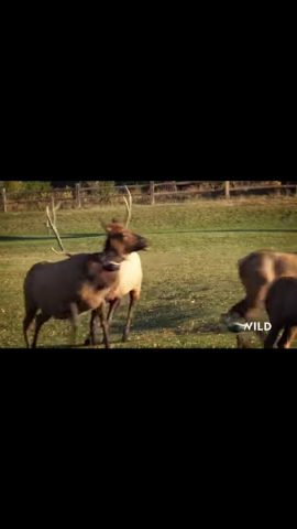 NatGeo Wild HD (Unofficial) для Android — скриншот 4