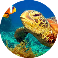 NatGeo Wild HD (Unofficial) для Android