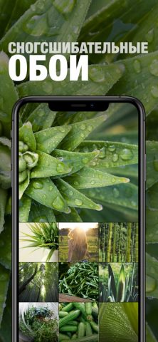 Обои Дня для iOS — скриншот 1