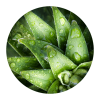 Обои Дня для iOS