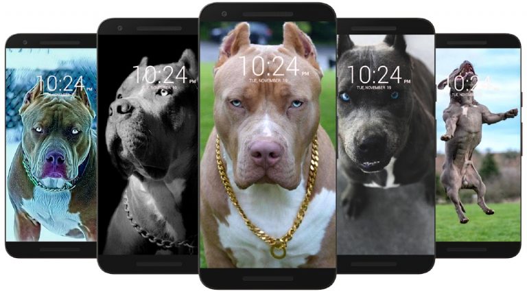 Питбуль обои HD для Android — скриншот 3
